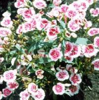 Dianthus