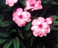 New Guinea Impatiens