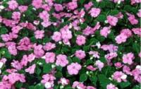 IMPATIENS