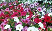 Petunia Mix