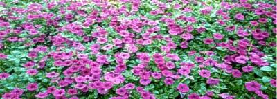 Purple Wave Petunia