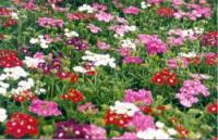 Verbena