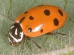 Lady Beetle