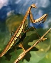 Preying Mantis