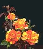 Oranges 'N' Lemons