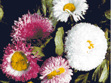 Bellis Perennis - English Daisy