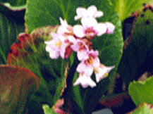 Bergenia Cordifolia - Hearfleaf Bergenia