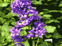 Campanula Glomerata - Clustered Bellflower