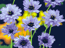 Catananche Caerulea - Cupids Dart