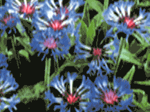 Centaurea Montana - Bachelors Button