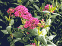 Centranthus Ruber -Jupiters Beard 