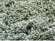 Cerastium Tomentosum - Snow in Summer