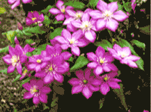 Clematis - Virgins Bower