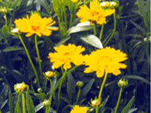 Coreopsis Grandiflora - Tickseed