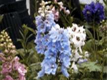 Delphinium - Larkspur