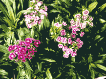Dianthus Barbatus - Sweet William