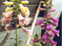 Digitalis Purpurea - Fox Glove
