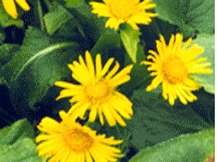Doronicum Cordatum - Leopards Bane