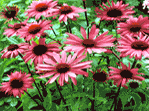 Echinacea Purpurea - Coneflower