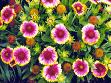 Gaillardia Grandiflora - Blanket Flower
