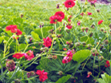 Geum Chiloense - Avens 
