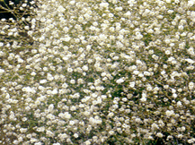 Gypsophila Paniculata - Baby's Breath