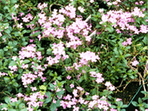 Gypsophila Repens - Creeping Baby's Breath