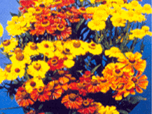 Helenium Autumnale -  Sneezeweed