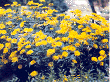 Heliopsis Helianthoides -  Sunflower Heliopsis