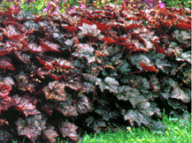 Heuchera Micrantha - 