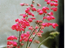 Heuchera Sanguinea - Coralbells