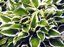Hosta Undulata - 