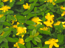 Hypericum Calycinum - St. John's Wort