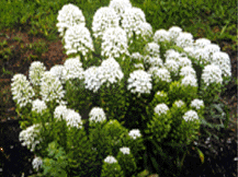Iberis Sempervirens - Candytuft