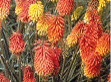 Kniphofia Tritoma - Poker Plant