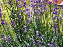 Lavendula Augustifolia - English Lavender