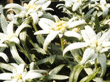 Leontopodium Alpinium - Edelweiss