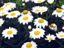 Leucanthemum Superbum - Shasta Daisy