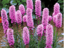 Liatris Spicata - Gay-feather