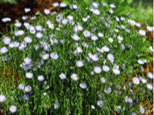 Linum Perenee - Perennial Flax