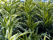 Liriope Muscari Variegata -Lilyturf -Monkey Grass