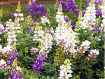 Lupinus Hybridia - Lupine