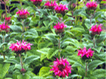 Monarda Didyma - Bee Balm