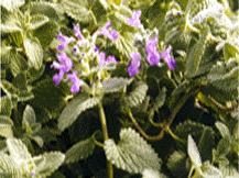 Nepeta Mussinii - Persian Catmint