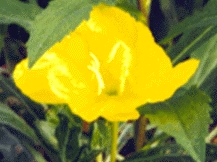 Oenothera Missouriensis - Ozark Sundrops