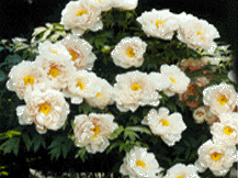 Paeonia Lactiflora - Garden Peony
