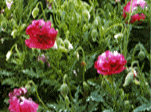 Papaver Orientale - Oriental Poppy