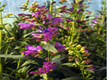 Penstemon Barbatus - Beard Tongue