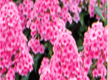 Phlox Paniculata - Garden Phlox
