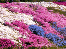 Phlox Subulata - Creeping Moss Phlox